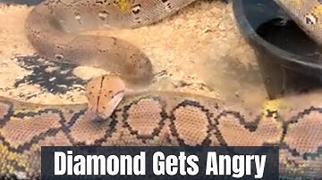 MASSIVE RETICULATED PYTHON IS PISSED-  | Wildfire Retics