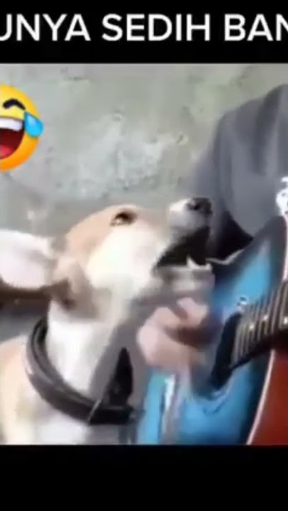 Lagu sedih sekali #shorts #anjing