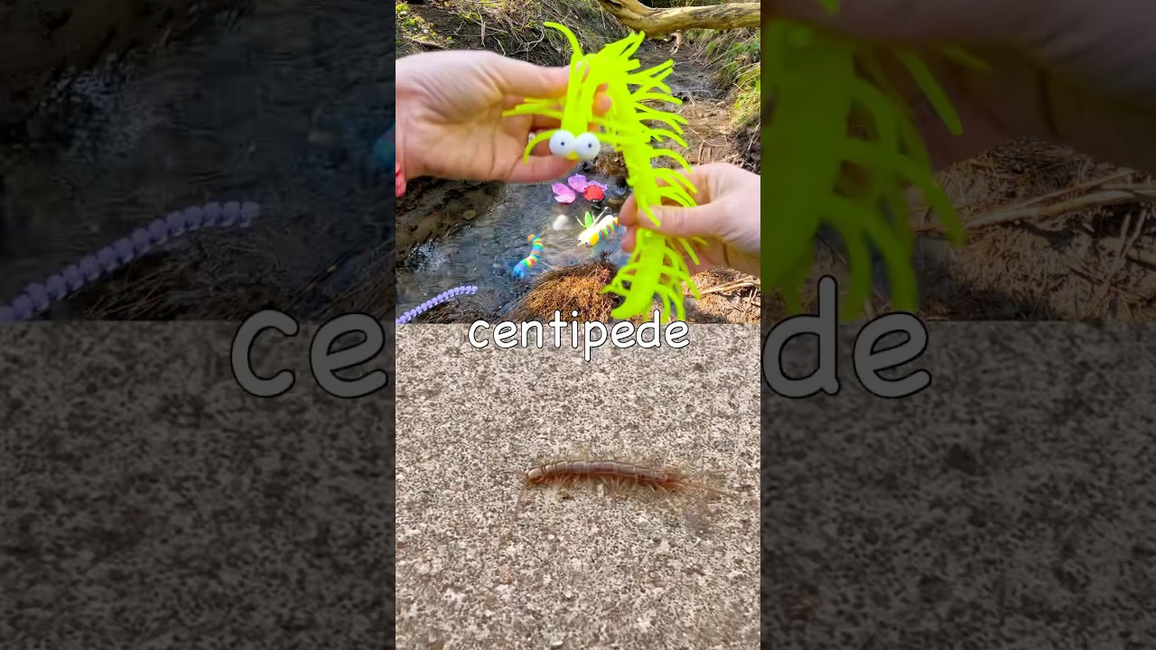 Bug Insect Names Learning for Babies Kids: Centipede Cricket Slug Bee Snail Tarantula