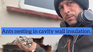 Wet Cavity Wall Insulation and ants causing Damp.