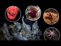 Life at Hydrothermal Vents: Unveiling the Hidden Ecosystem Below the Ocean's Surface