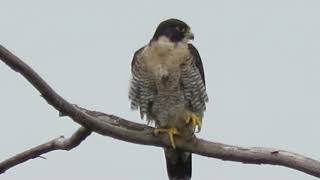 09/05/16 Adult Peregrine Falcon Hunting @ Kent Wa 09/05/16 Adult Peregrine Falcon Hunting @ Kent Wa