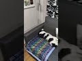 Tommi The Cat Have New Sofa ЁЯШ ЁЯОЙ Tommi The Cat Have New Sofa ЁЯШ ЁЯОЙ