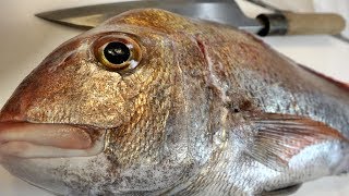 高級魚の代表『巨大天然真鯛』を捌く！【マダイのさばき方】