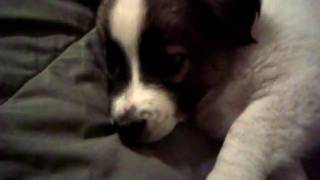 Cute dog barks and sniffs camera