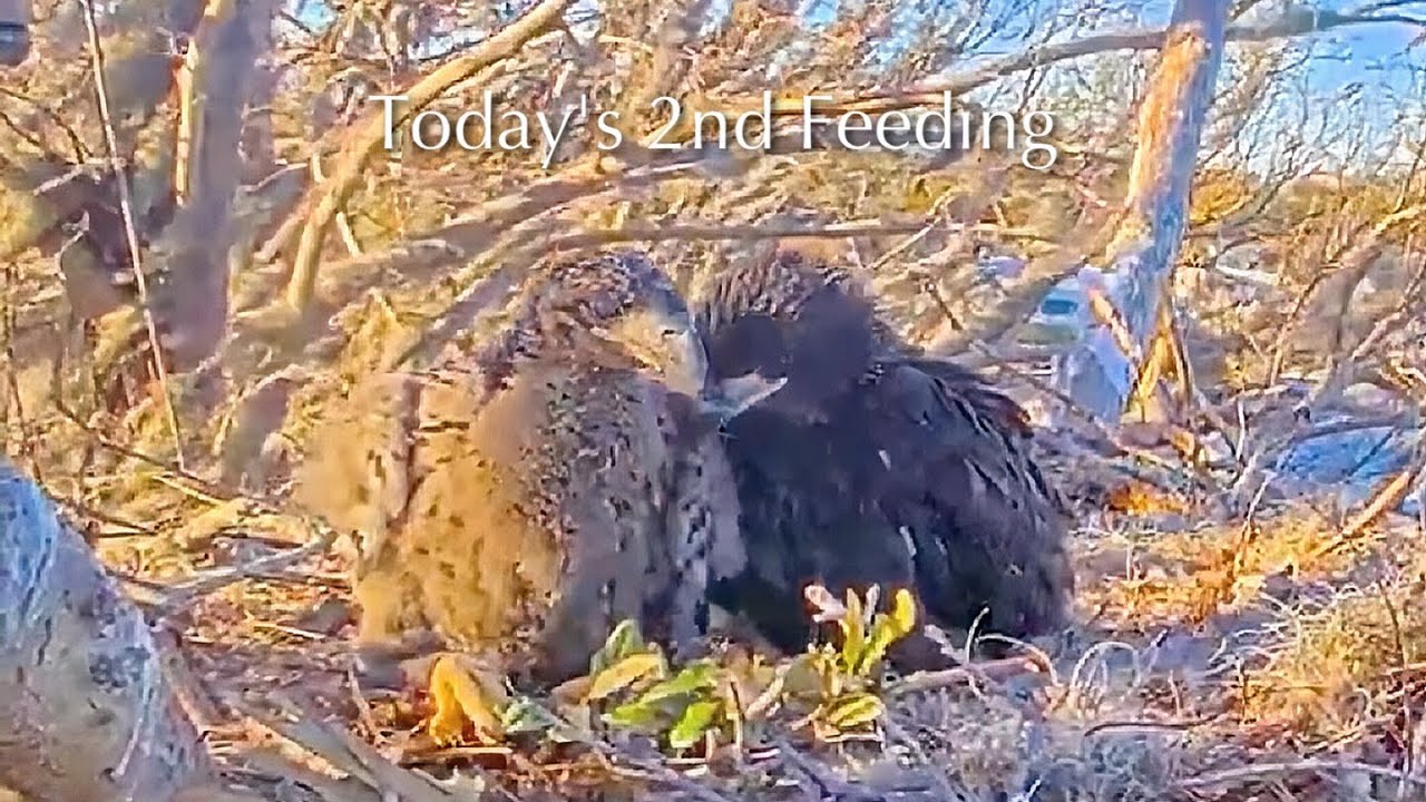 #306🦅🐥45°🐥40°／Winter Park Eagle Nest 2026／Against All Odds:One-Eyed Mom／Wink💗Atlas