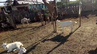 видео: Ошибочное мнение начинающих козоводов картинка: Ошибочное мнение начинающих козоводов