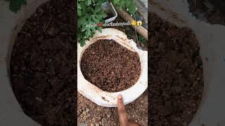beans 🫛 vastaya 🌱🤔seeds dorikenay 🫘✨🕎