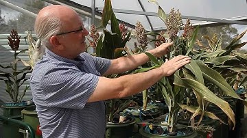 Queensland Alliance for Agriculture and Food Innovation - QAAFI