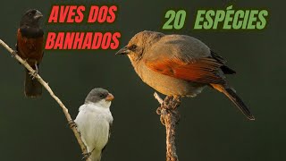 O Canto de 20 Espécies de Aves dos Banhados!