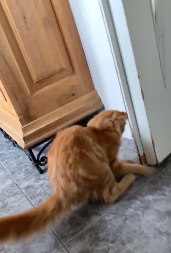 Orange Cat Turns Dinner Time Into Play Time || ViralHog