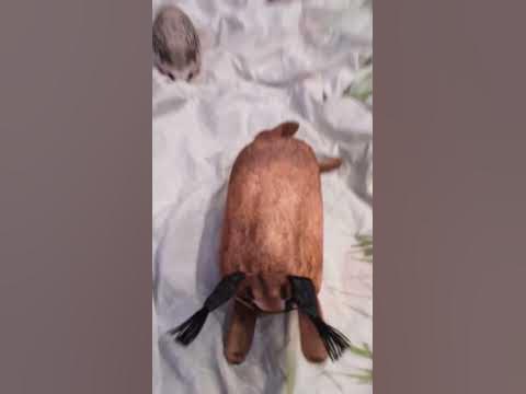 Это на данны момент все мои игрушки Блоп топ @bloptop и кстати загляни ...