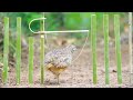 Wild man create an awesome snare bird trap to catch the bird in the jungle work 100