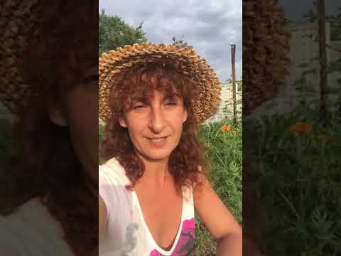 ვიდეო: რა იწვევს პომიდვრის მცენარის სიწითლეს?