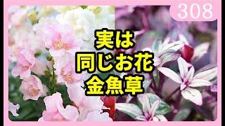 【生産プロが解説】金魚草（キンギョソウ）の育て方と種類の紹介 園芸 ガーデニング 初心者 by 園芸チャンネル 308