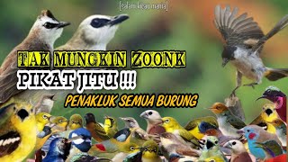 Suara Pikat Burung Kecil dan Burung Besar Paling Ampuh || Pikat Burcil (bagian 3)