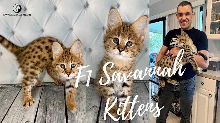 Watch the video about F1 Savannah Kittens For Sale in Orlando, Florida | Starting From $4000 Only