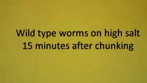 Wild Type C. elegans on high salt plates, 15 min observation