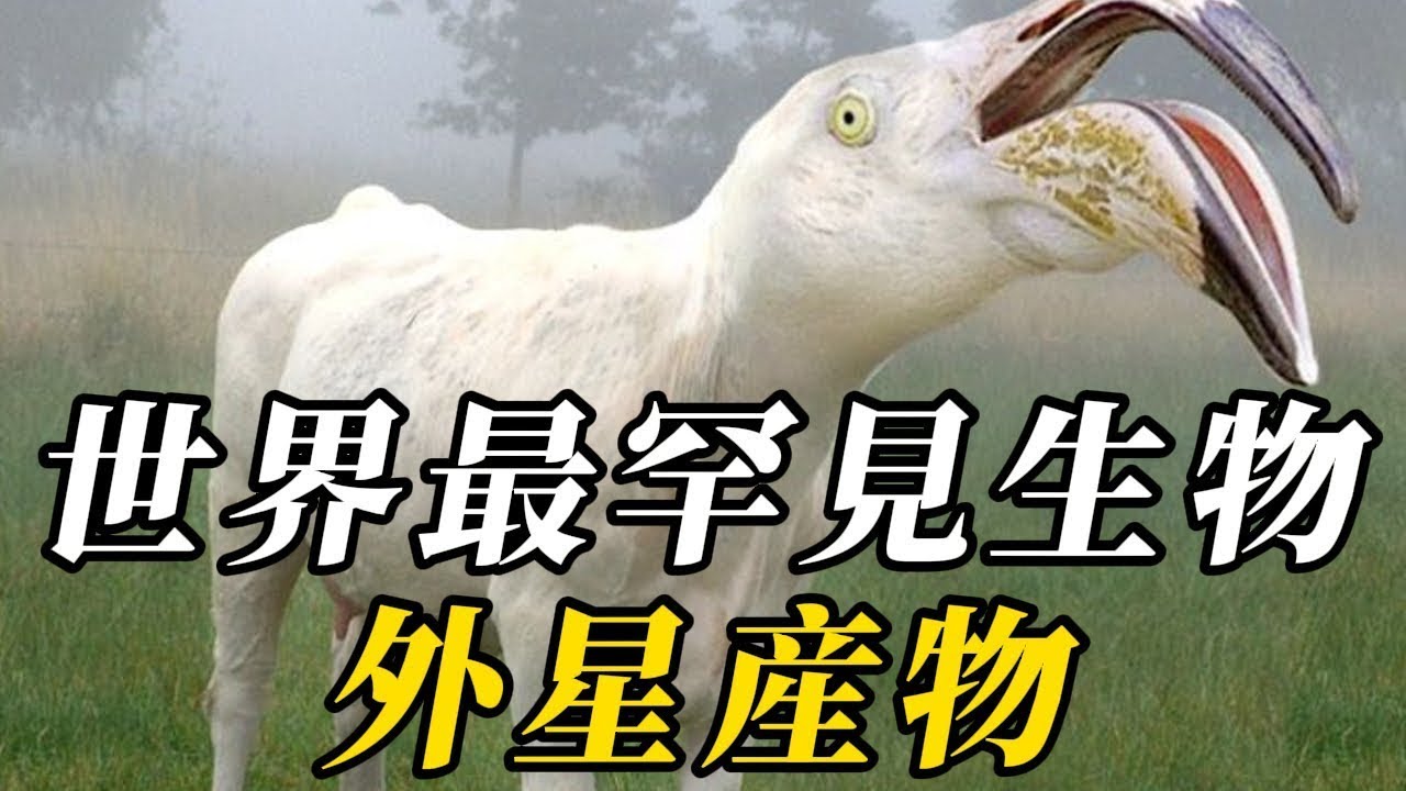 全世界最罕見的10種生物， 第壹名尾巴超體長2倍，如穿山甲般鑿穴挖洞！頭長僚牙老虎都怕！震驚整個科學界！捕殺鳄魚不在話下，體重超8噸！#世界之最 #动物 #科普 #百科密码