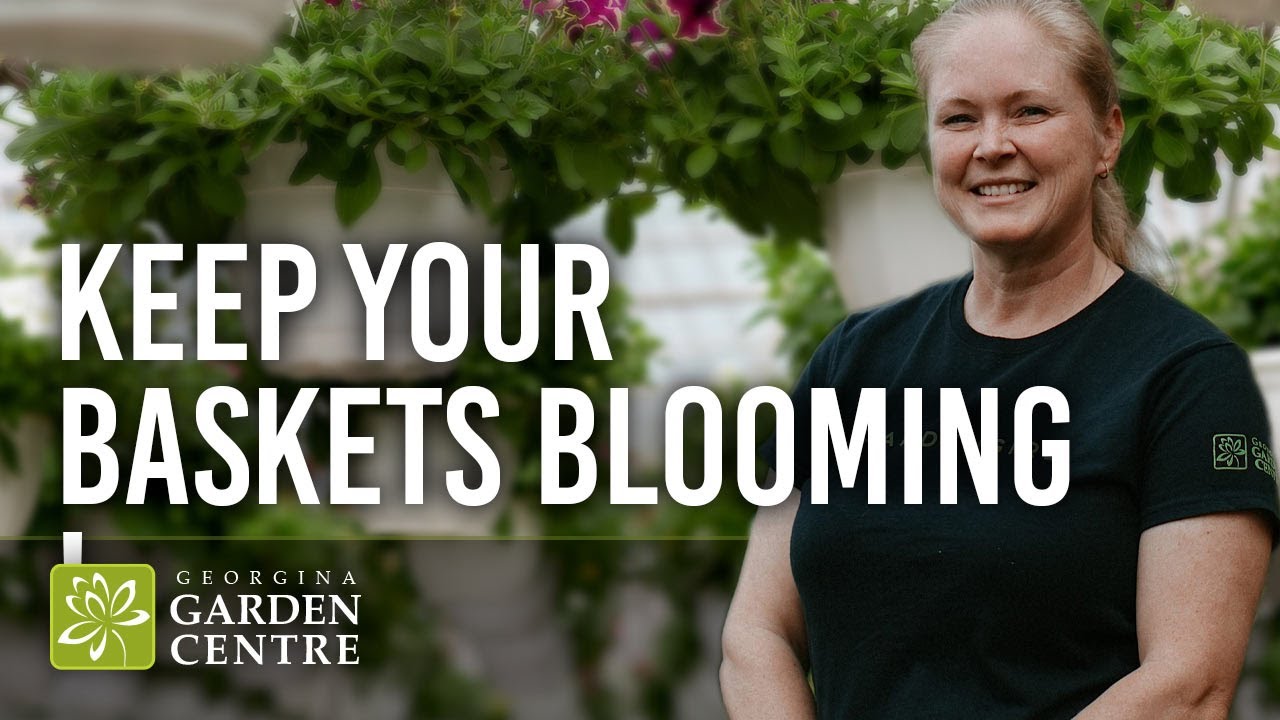 How to Care for Hanging Baskets | Keep Flowers Blooming Longer