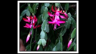 Very Old Beautiful Schlumbergera Buckleyi - Christmas Cactus In Bloom