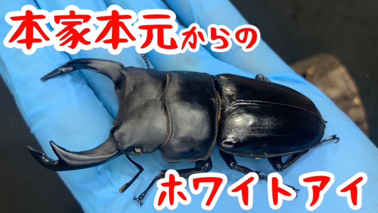 【凌平様とお話し中❗美麗個体❗】YG847血統❗オオクワガタ♂️単品 maxresdefault.jpg