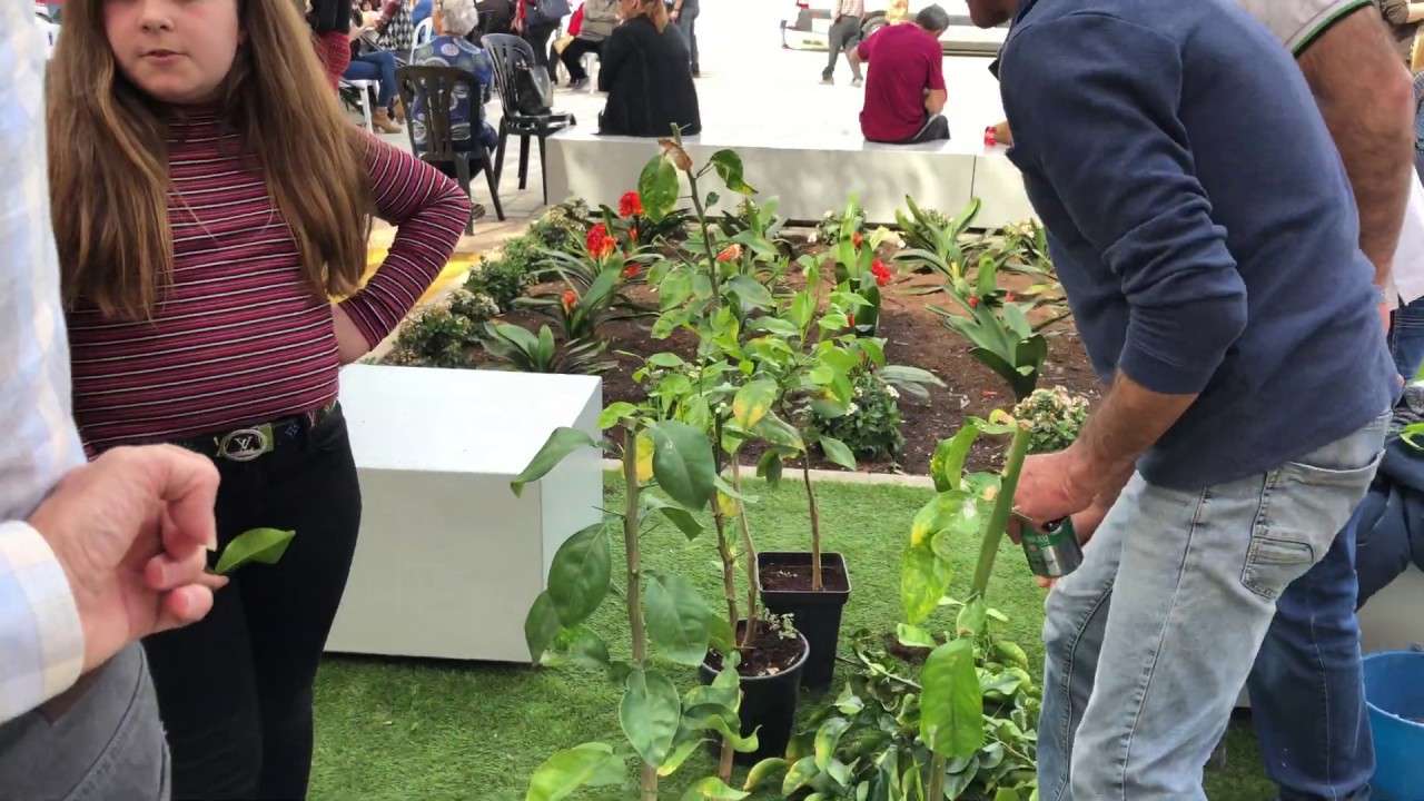 Semana de la Huerta Sábado 2 marzo 2019 la Fiesta en Llano de Brujas 12