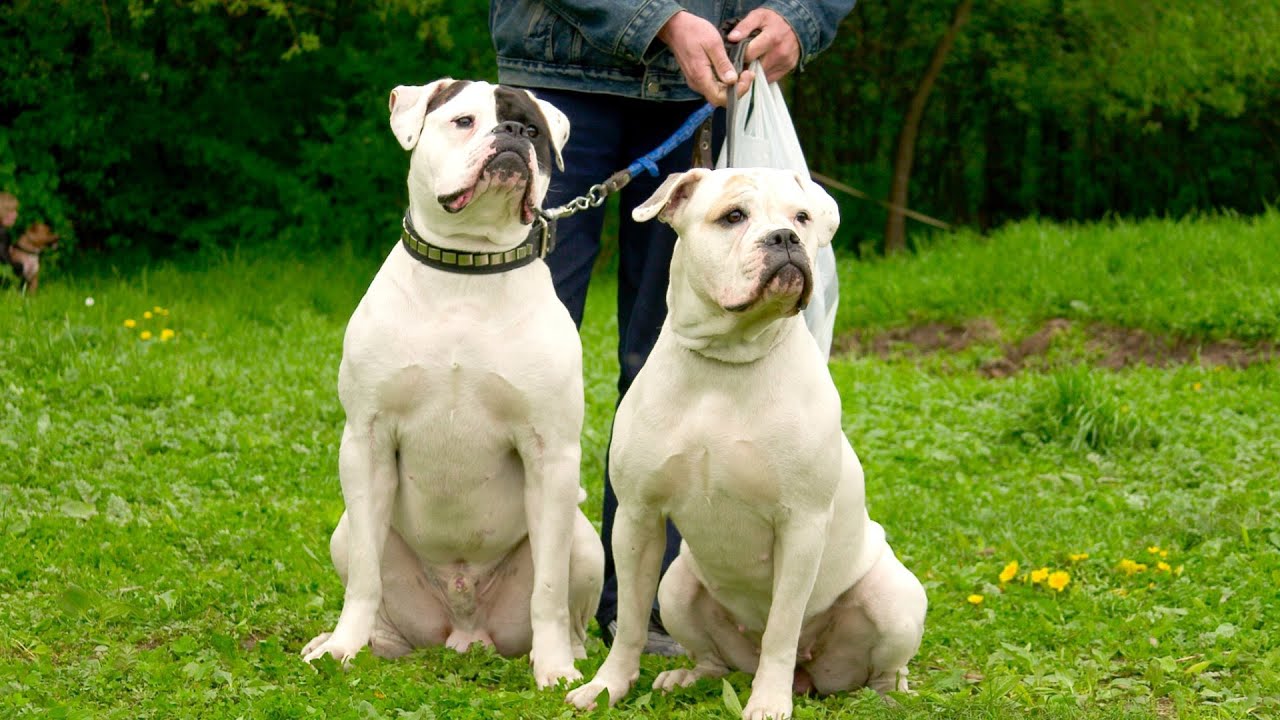 Caring for Senior American Bullies Essential Health Tips for Aging Dogs