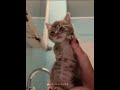 cat dancing the dance by tyla #viralvideo#recommended#shorts#short#shortsviral#cat#cats#gatos#edit.
