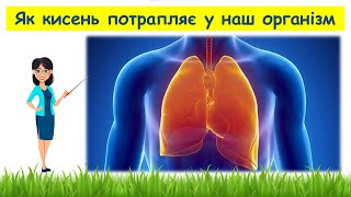 Як кисень потрапляє у наш організм // Пізнаємо природу 5 клас НУШ