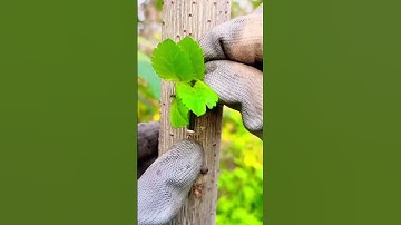 Cách ghép cây ăn trái #ghepcay