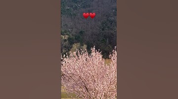 Thumbnail of Blossoming apricot tree in the Wachau #tiktok #short #flowers