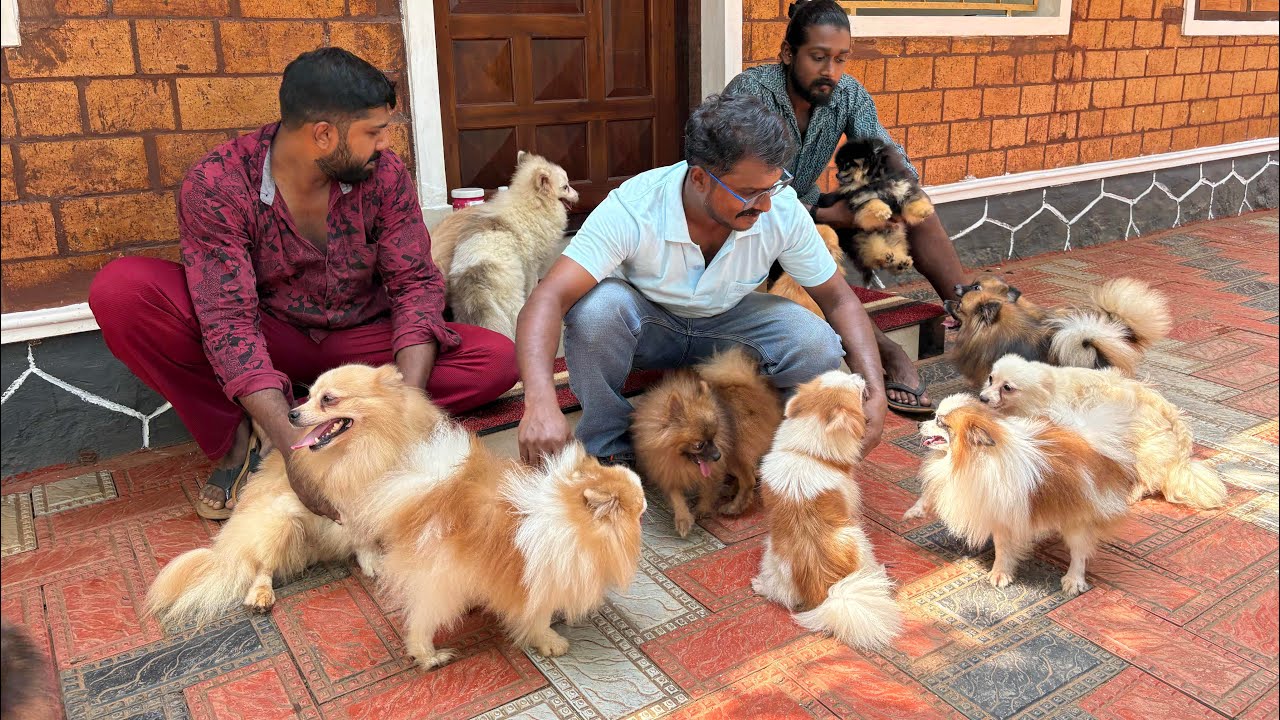 കുറഞ്ഞ വിലയിൽ Pomeranian നായക്കുട്ടികൾ Spitz Cultural Pomeranian 