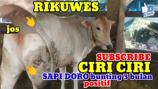 CHARACTERISTICS OF A 3-MONTH PREGNANT DORO COW
