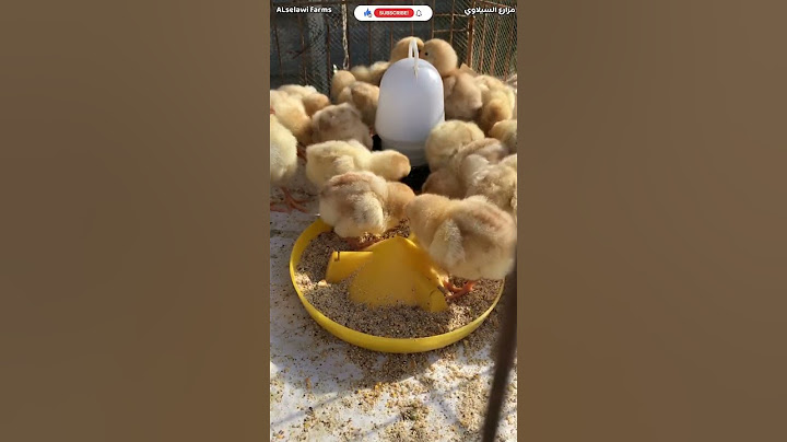تغذية الافراخ من اول يوم