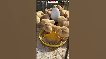 تغذية الافراخ من اول يوم 