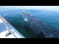大接近するミナミセミクジラ（バルデス半島）｜西遊旅行