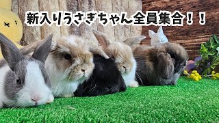 新入り子ウサギちゃん全員集合！【うさぎ専門店monLapin】