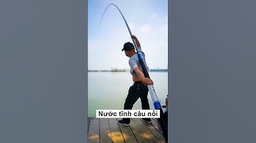 Bí quyết câu cá trắm cỏ: Câu đáy hay câu nổi?  #cauca #fishing #damecauca