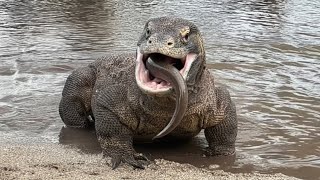 The long-awaited moment Komodo swallows the king of dangerous electric eels😱😱