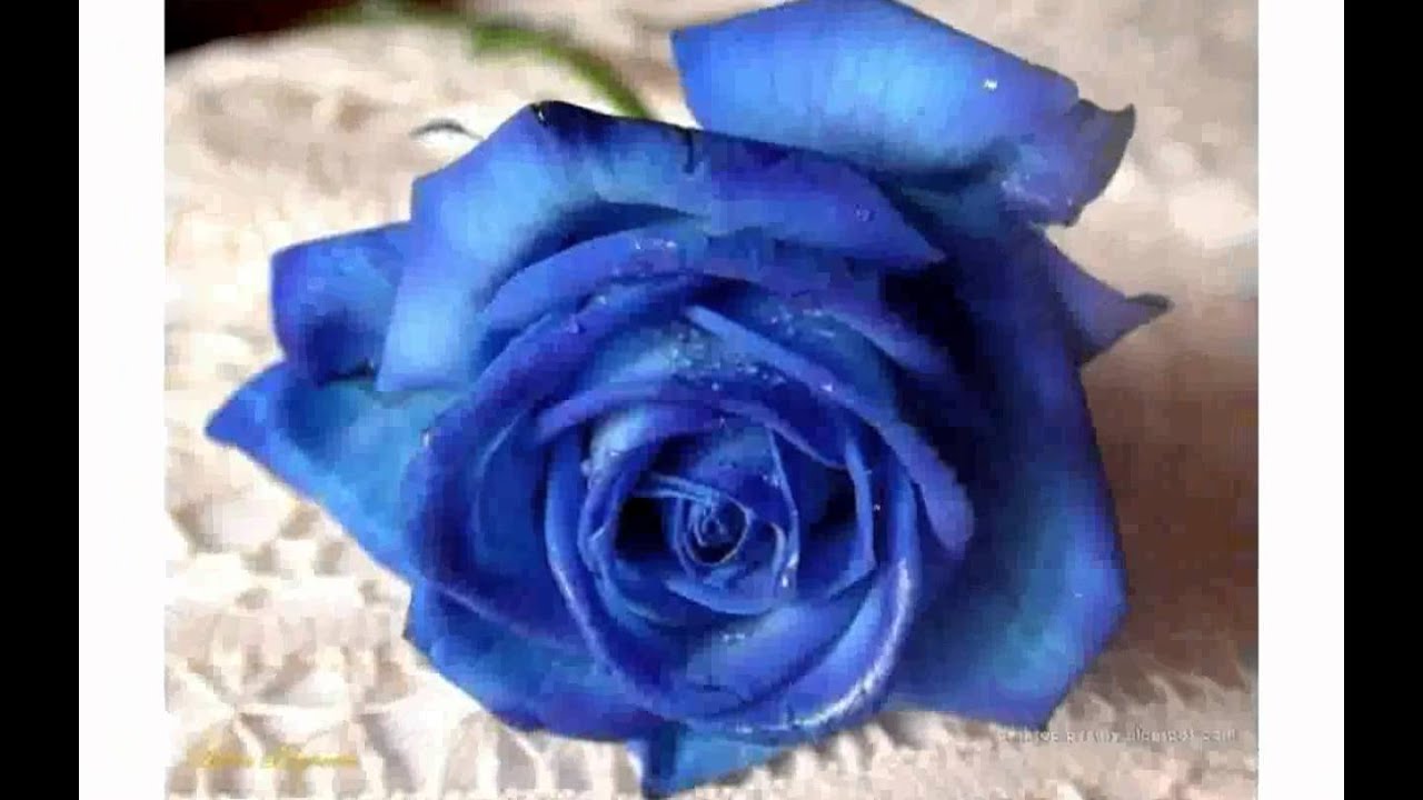 Real Blue Roses For Sale