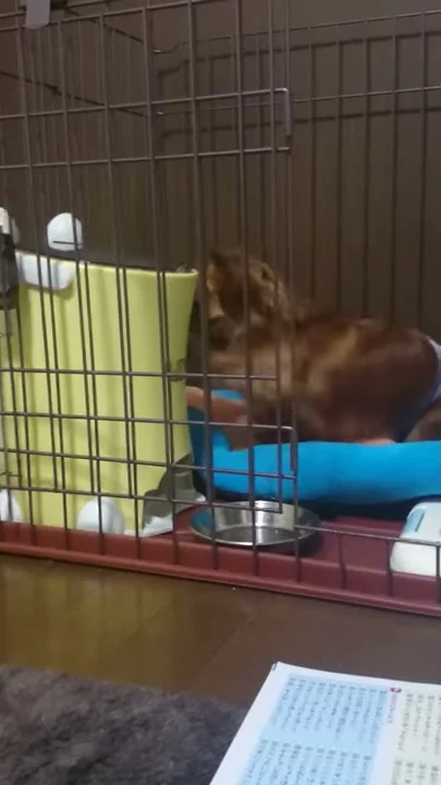 殴る 犬