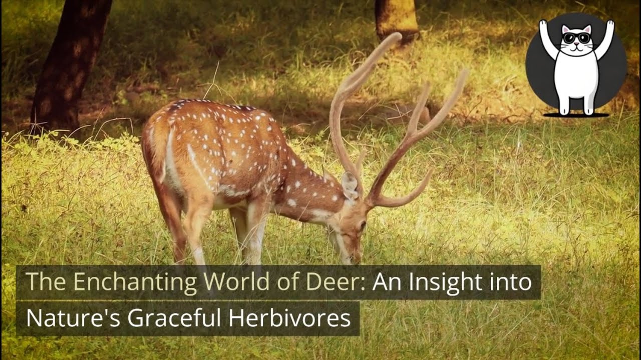 The Enchanting World of Deer An Insight into Nature's Graceful Herbivores YouTube