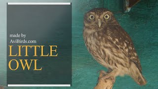 Wackelkarte: neugierige kleine Zwergohr curious little owl Eule Lentikular 
