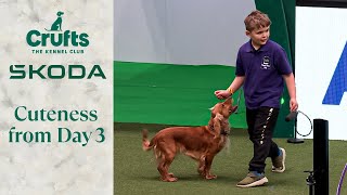 8 Year Old Joseph and Adorable Spaniel Willow Ace the Hooping Course