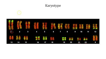 Ch 13 Modern Understanding of Inheritance
