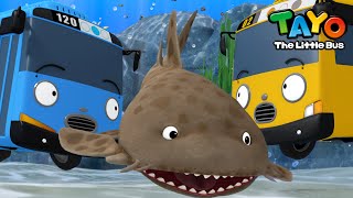 Carpet Shark Song l Animal Songs for Kids l Learn Sea Animals with Tayo the Little Bus