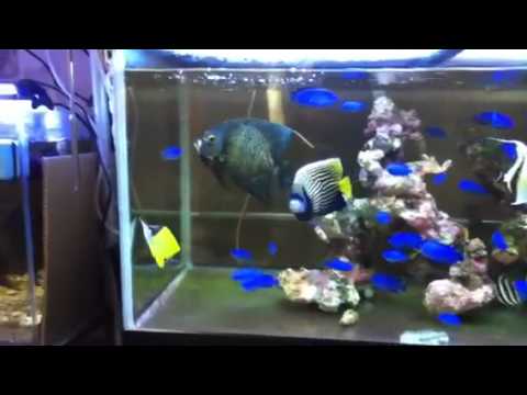 The 海水魚飼育水槽２ ９０ｃｍメイン水槽 完成型 Youtube