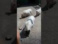 Pig #pigfeed #farming #piggy #animals #farmlife #bull #animals #viralvideo #funny