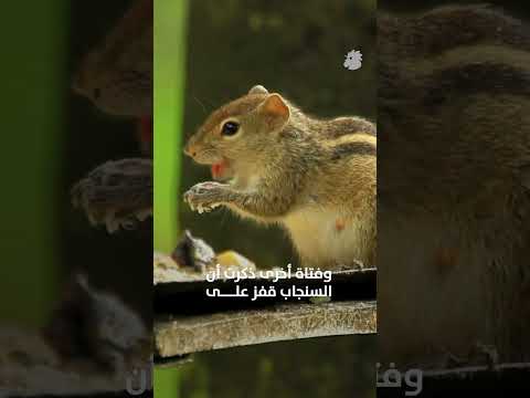 سنجاب مطلوب بتهمة مهاجمة السكان